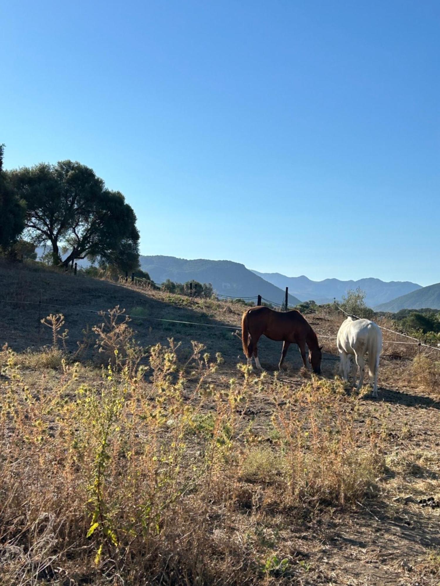 Cabana Rustica En Un Rancho Con Caballos, Prado Del Rey, Andalucia エクステリア 写真