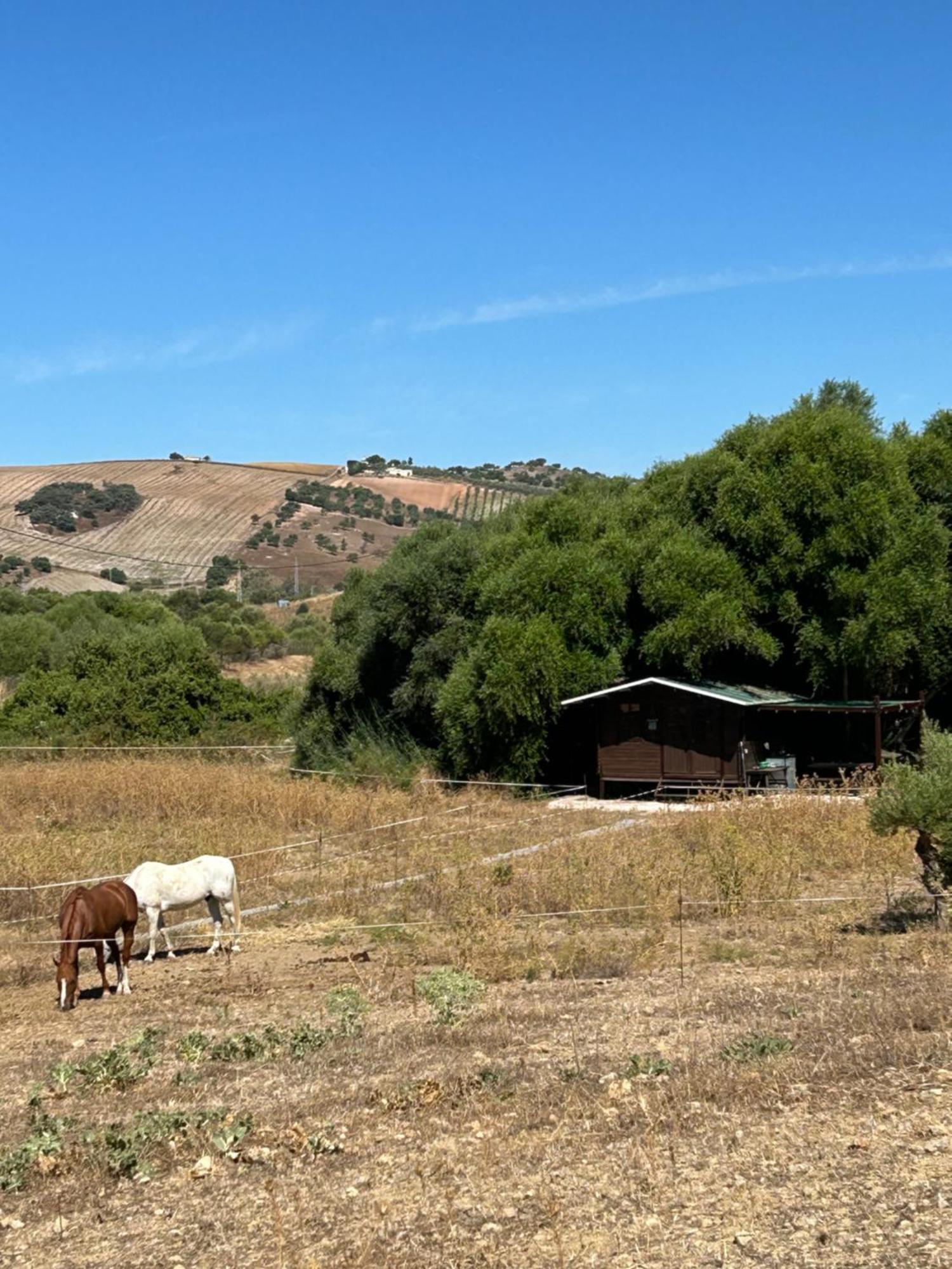 Cabana Rustica En Un Rancho Con Caballos, Prado Del Rey, Andalucia エクステリア 写真