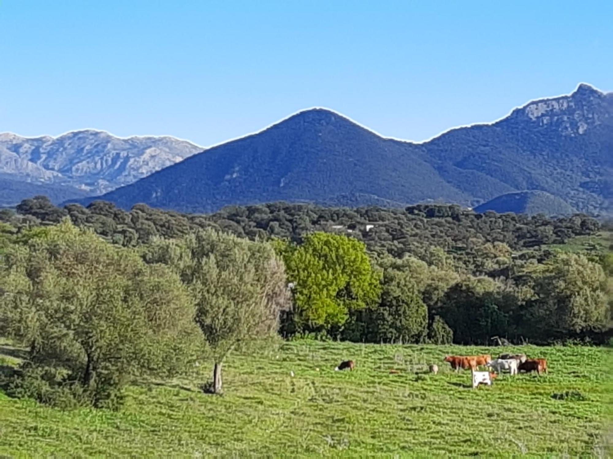 Cabana Rustica En Un Rancho Con Caballos, Prado Del Rey, Andalucia エクステリア 写真