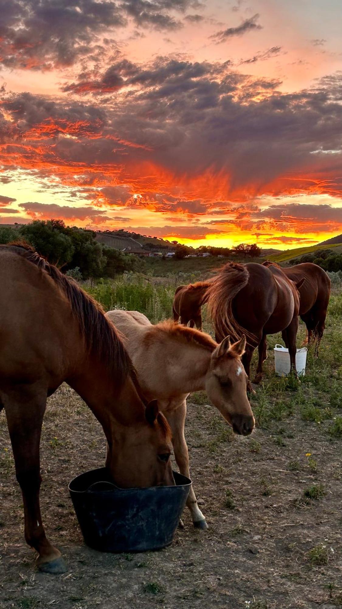 Cabana Rustica En Un Rancho Con Caballos, Prado Del Rey, Andalucia エクステリア 写真