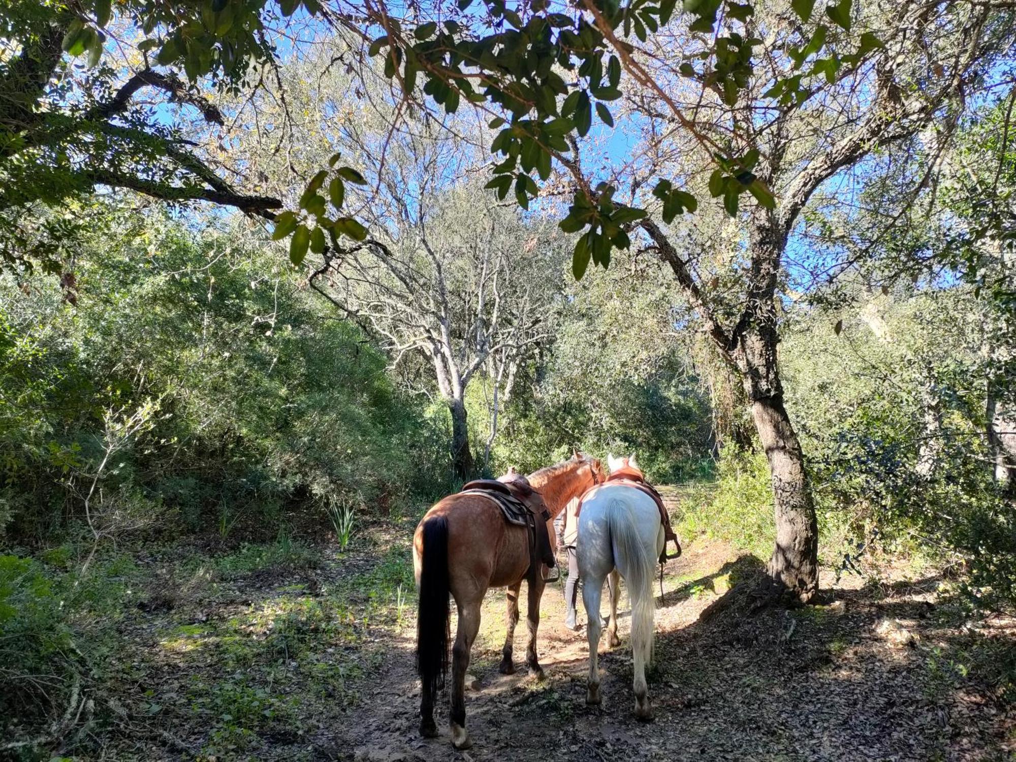 Cabana Rustica En Un Rancho Con Caballos, Prado Del Rey, Andalucia エクステリア 写真