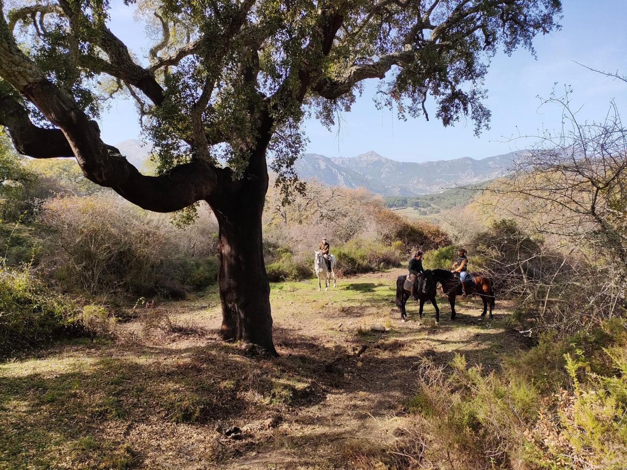 Cabana Rustica En Un Rancho Con Caballos, Prado Del Rey, Andalucia エクステリア 写真