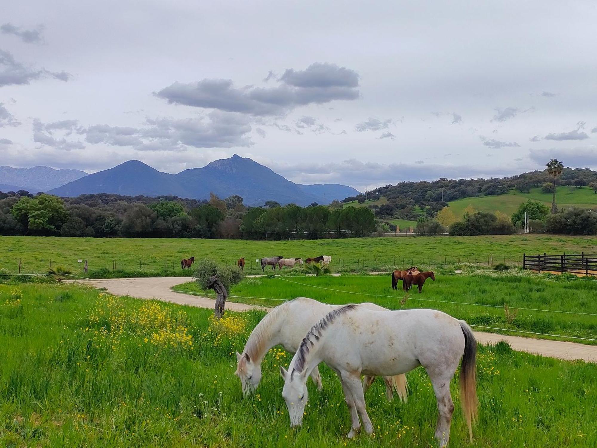 Cabana Rustica En Un Rancho Con Caballos, Prado Del Rey, Andalucia エクステリア 写真