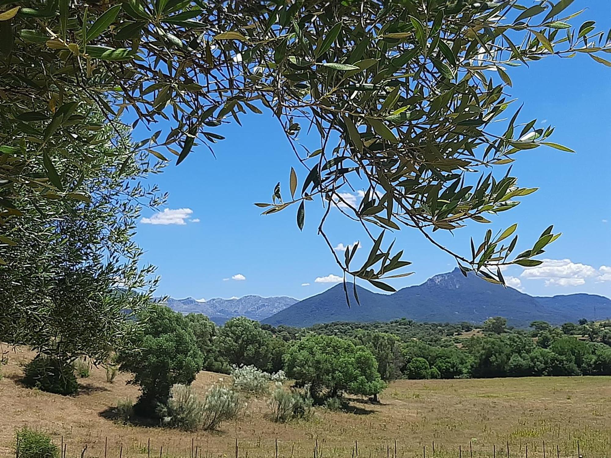 Cabana Rustica En Un Rancho Con Caballos, Prado Del Rey, Andalucia エクステリア 写真