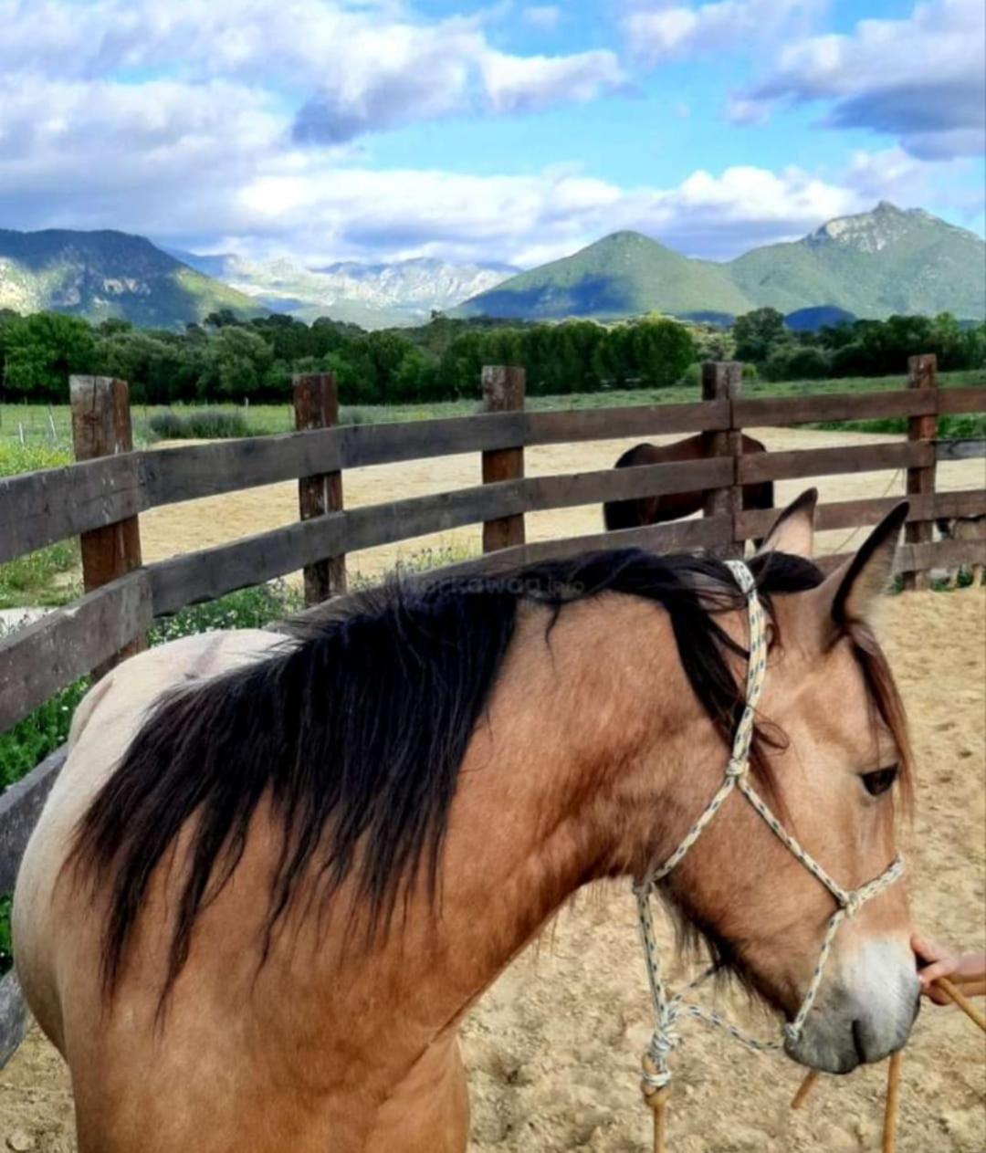 Cabana Rustica En Un Rancho Con Caballos, Prado Del Rey, Andalucia エクステリア 写真