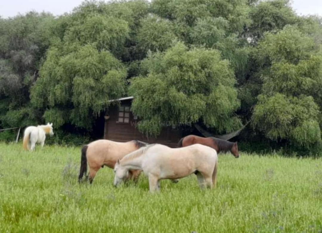 Cabana Rustica En Un Rancho Con Caballos, Prado Del Rey, Andalucia エクステリア 写真